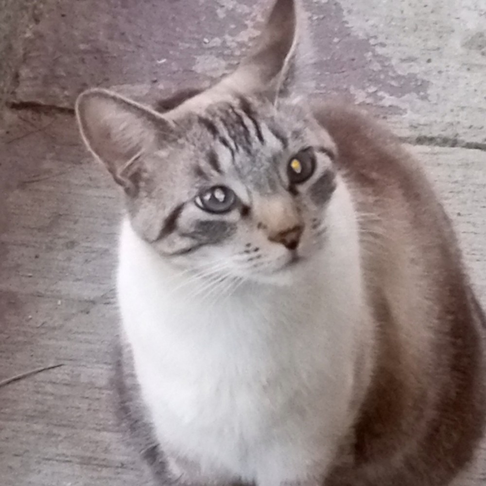 Meet your Posher, Cat